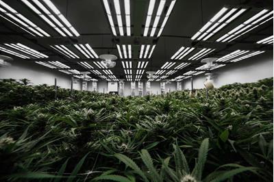 A sea of green with a grow room full of cannabis that has white trellis supporting large plants that have been flipped into flower and boasting new buds with long white hairs, all underneath rows and rows of LED lights that are mostly white with stripes of red throughout the panel.