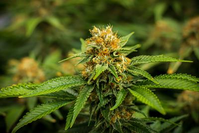 focused image on a flowering green marijuana plant, with more plants growing in the background
