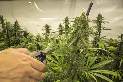 a man's hand trims a healthy flowering cannabis plant