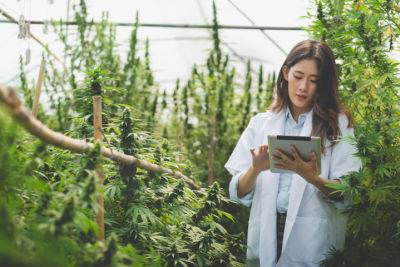 A woman stands in a bright, greenhouse surrounded by tall cannabis plants, while she takes notes on a tablet.