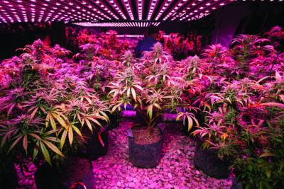 Cannabis plants growing indoors under bluish-red LED lights.